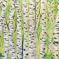 Aspen Trees 3